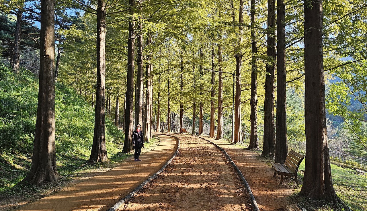 금강수목원 안에 있는 맨발 황톳길 산책로 모습
