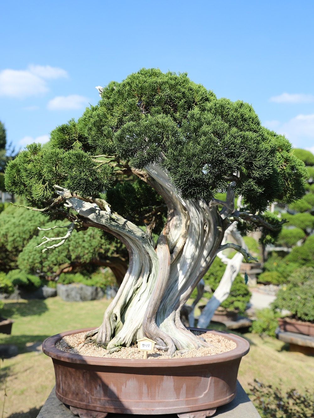 백년 넘은 분재 100여 점이 한 곳에”… 베어트리파크, 13일부터 특별전 < 문화 < 전시&공연 < 기사본문 - 세종의소리