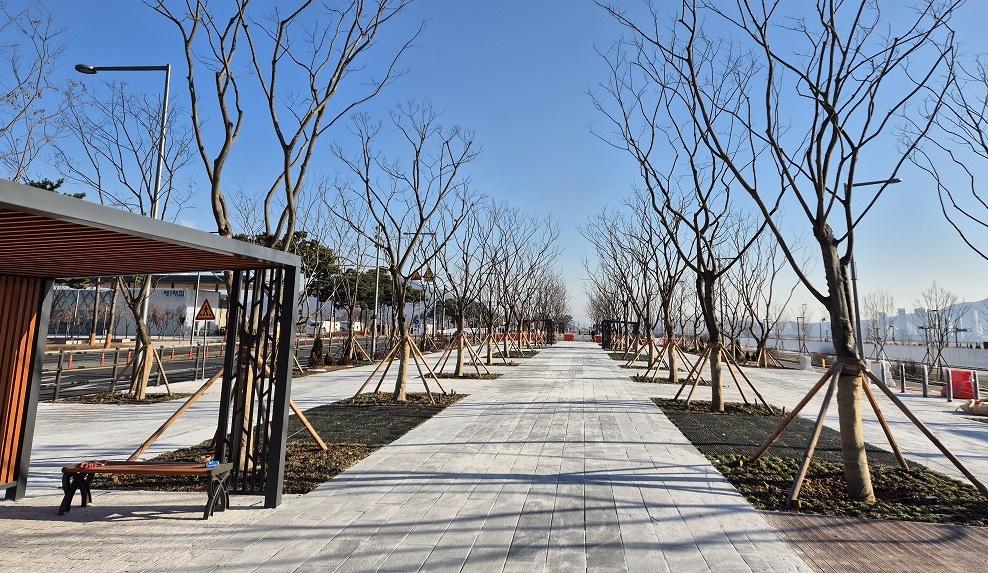 나성동 도시상징광장 2단계 팽나무 군락 (사진=세종시)